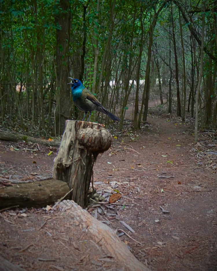 Forward Momentum (Day 242 of 365)