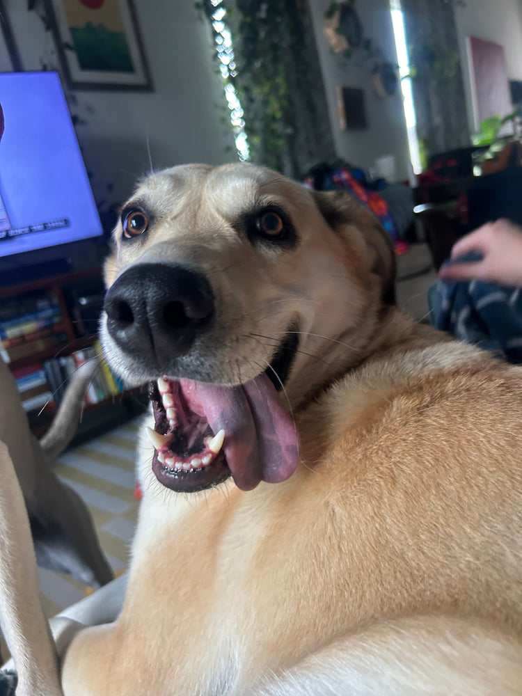 Forward Momentum (Day 204 of 365)