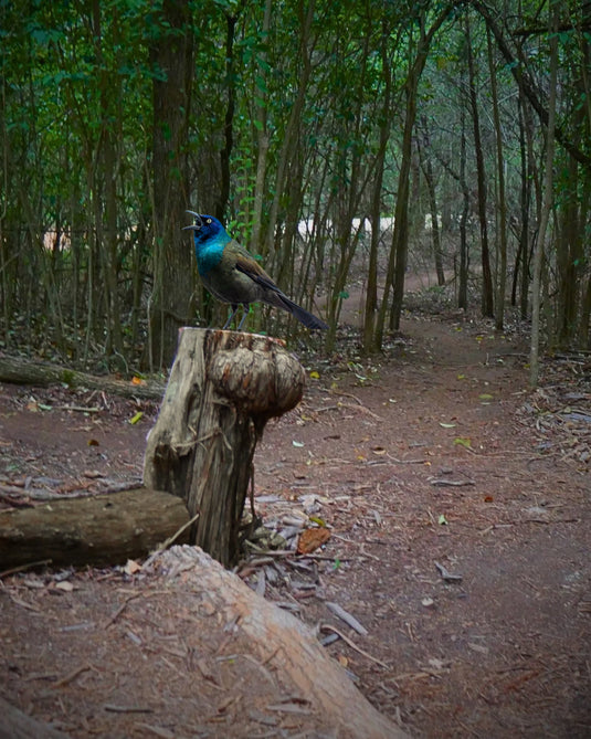 Forward Momentum (Day 242 of 365)