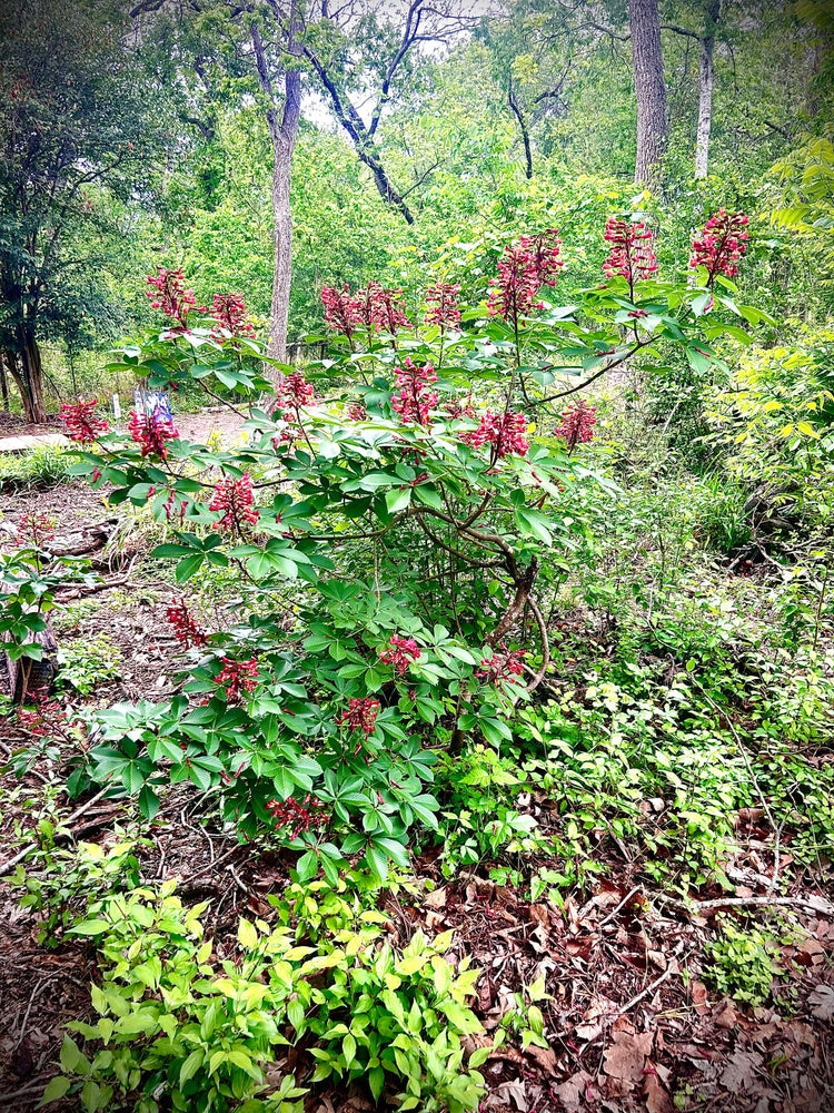 4/10/20256: Red Buckeye