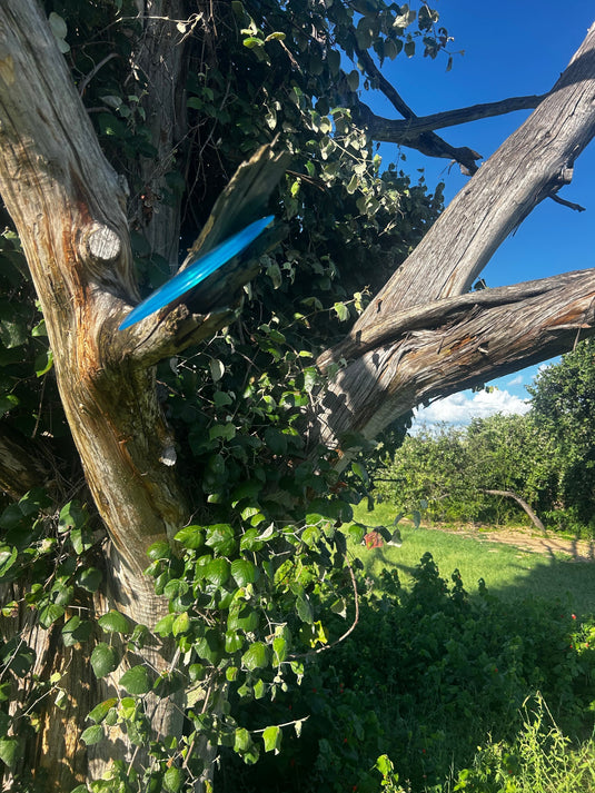 6/11/2026: Live Oak