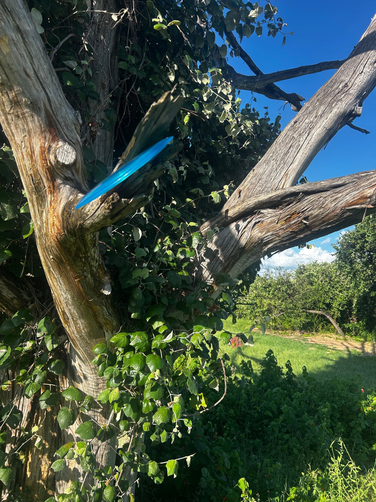 6/11/2026: Live Oak